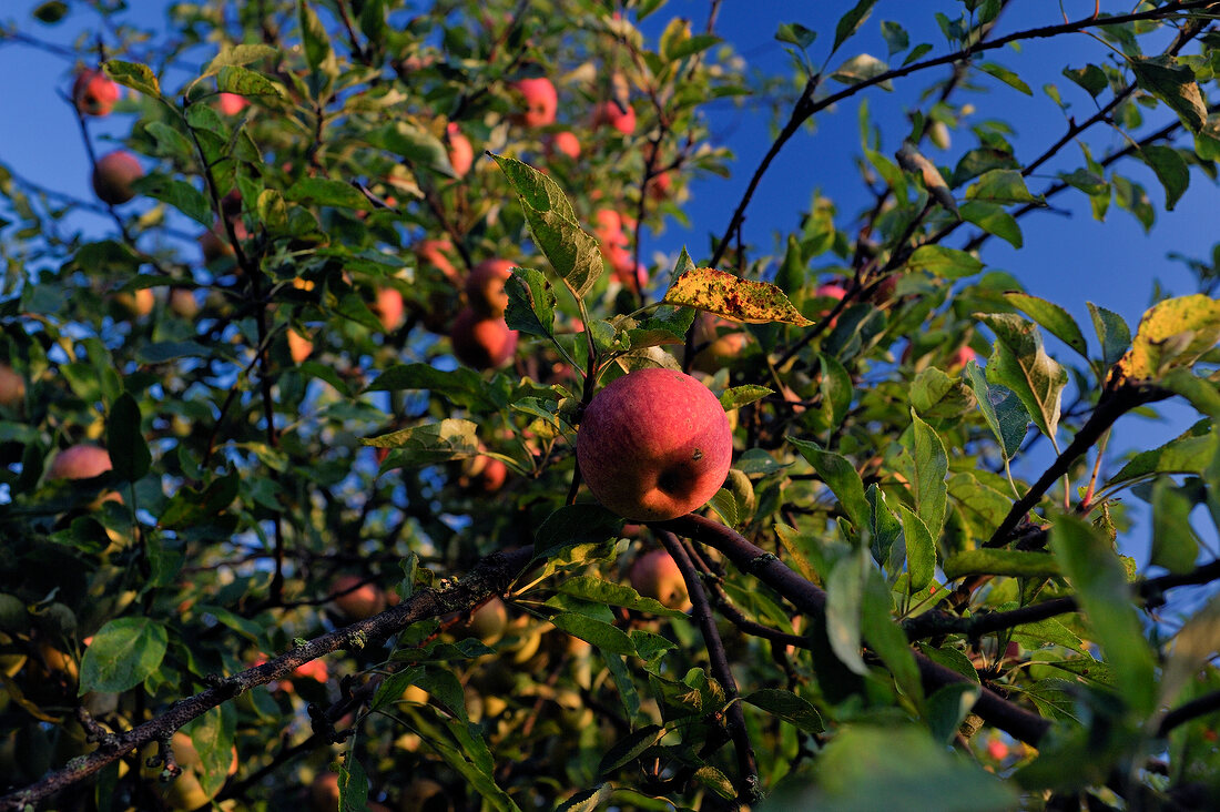 Grünes Kochbuch, Apfelbaum, Apfel