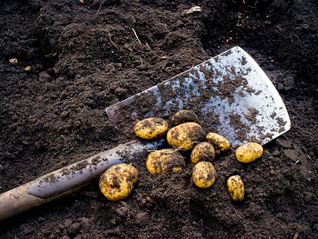 Grünes Kochbuch, Kartoffeln in Erde, Schaufel, ausgegraben