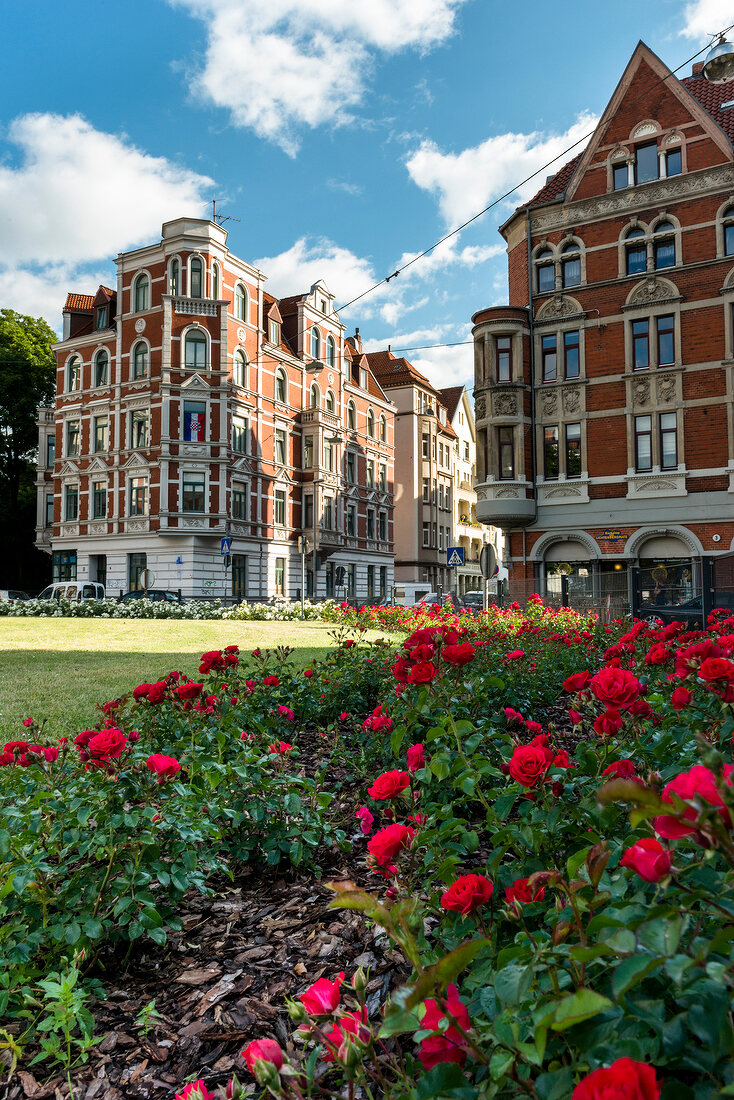 Hannover, Stadtteil Linden, Am Lichtenbergplatz, rote Rosen