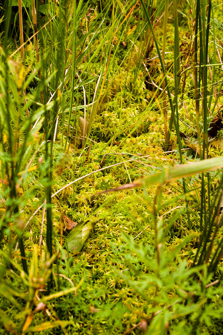Close-up of stems, moss and fern at Bruchsee, Germany