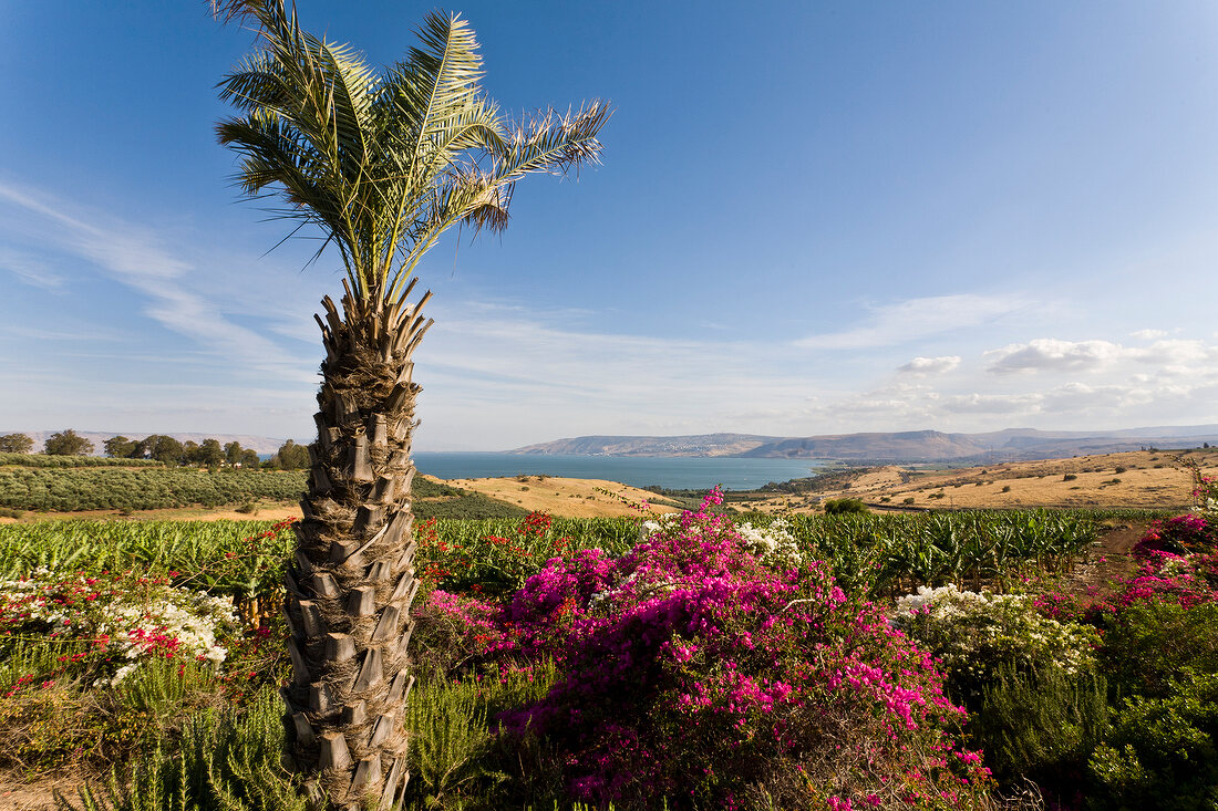 View of colourful flowers and Jesus Trail from Mount of Beatitudes, Galilee, Israel