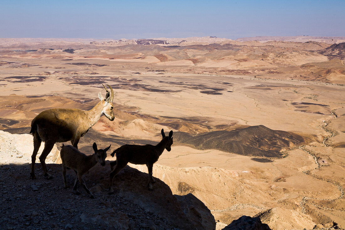 Nubian ibex with fawn standing in shadow, Har Ramon, Negev, Israel