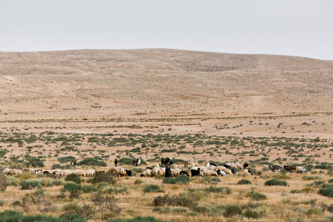 Israel, Wüste Negev, Schafe, Beduine 