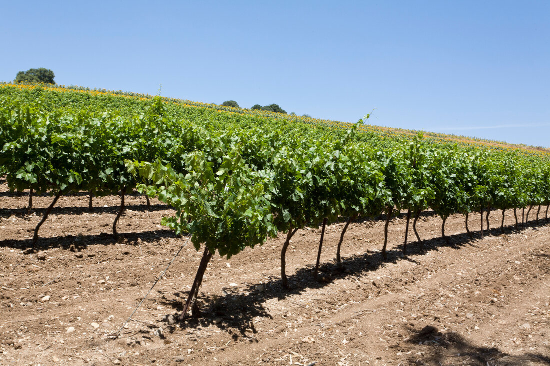Wine plantation in row at Jezreel Valley, Mount Tabor, Israel