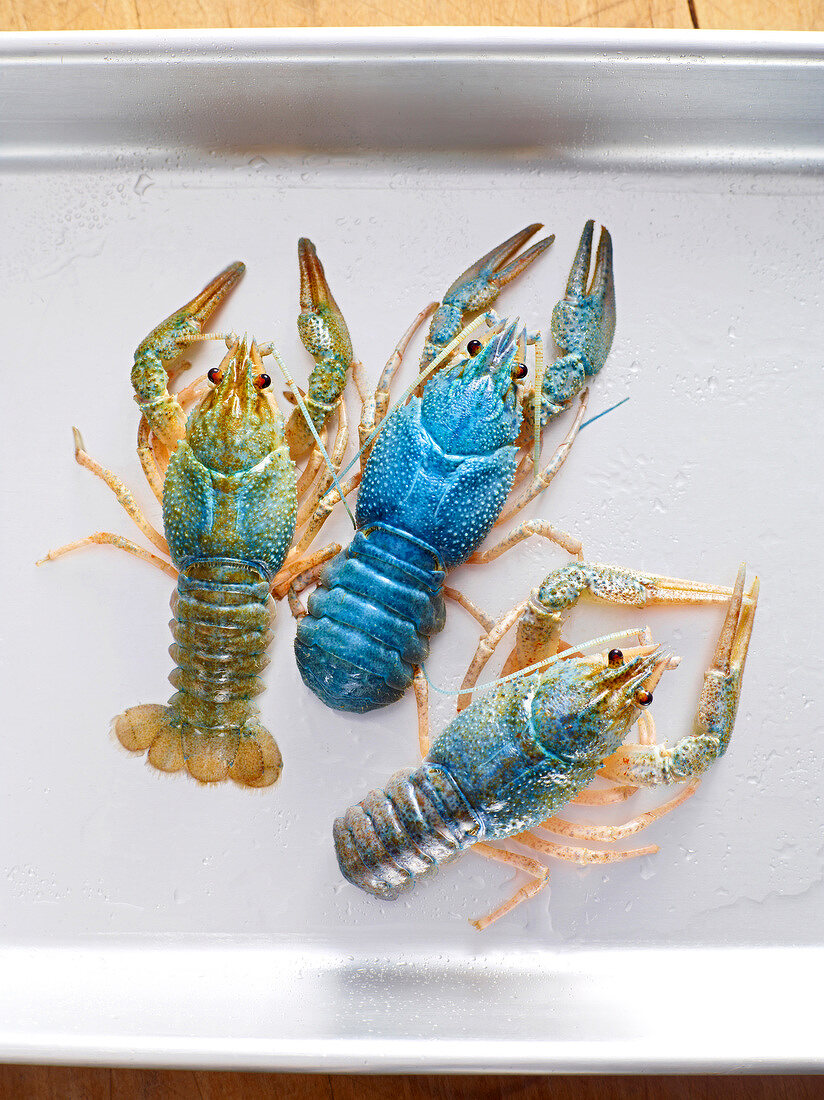 Close-up of three lobsters, Bavaria, Germany