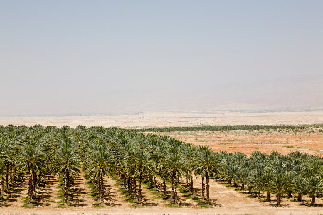 View of Dattelhain in line, Jordan Valley, Israel