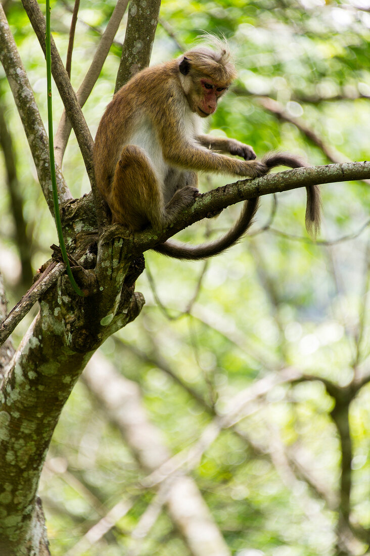 Monkey sitting on branch of tree of rubber, Diyaluma, Sri Lanka