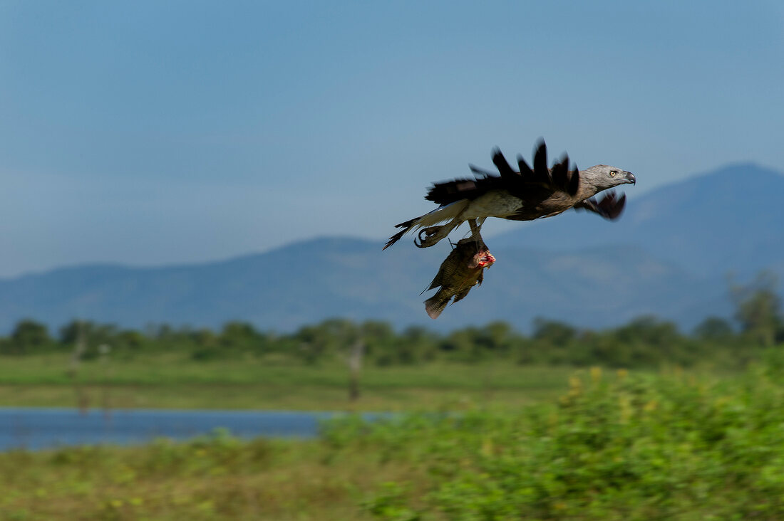 Sri Lanka, Udawalawe-Nationalpark, Graukopf-Seeadler mit Fisch