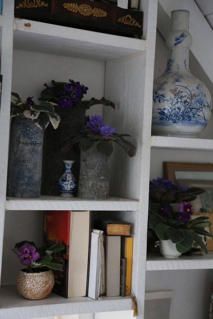 Usambaraveilchen, Regal, Vasen 