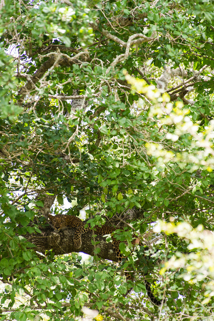 View of Leopard through tree, Yala National Park, Sri Lanka