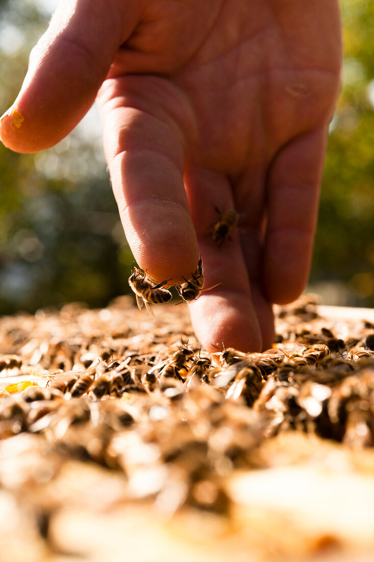 Close-up of hand in swarm of bees, Kassel, Hesse, Germany