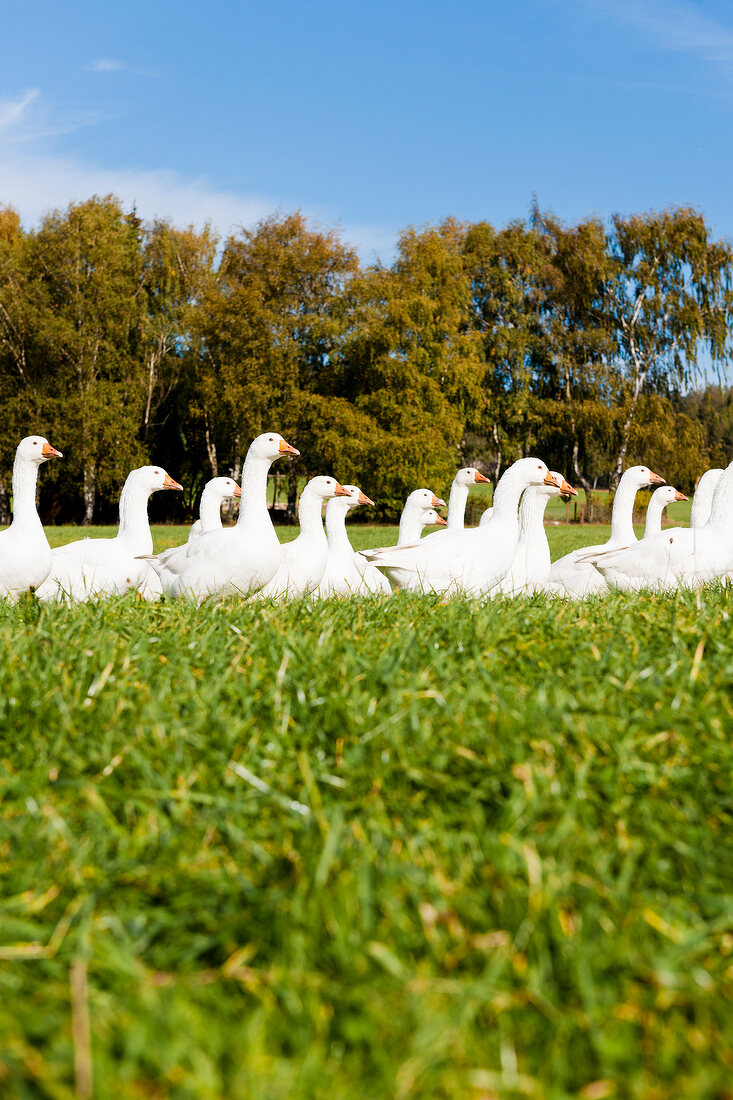 Flock of geese in green field at Witzenhausen, Hesse, Germany