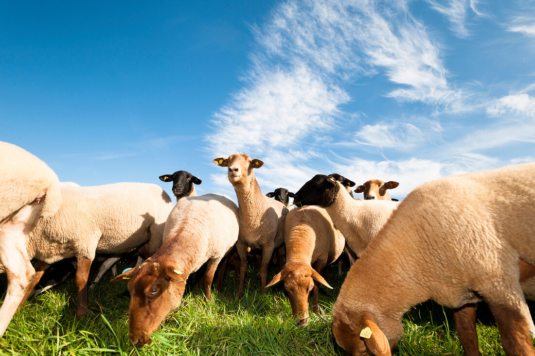 View of sheeps grazing in field in Grossalmerode, Witzenhausen, Kassel, Hessen, Germany