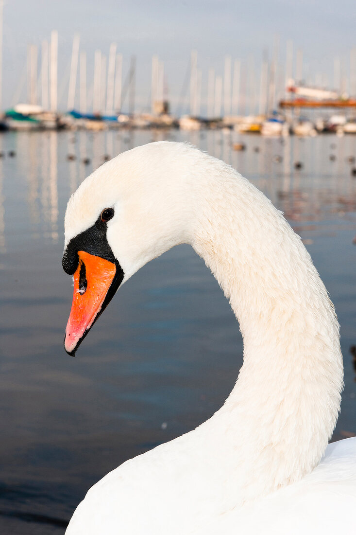Close-up of Swan, lake Geneva, Lausanne, Switzerland