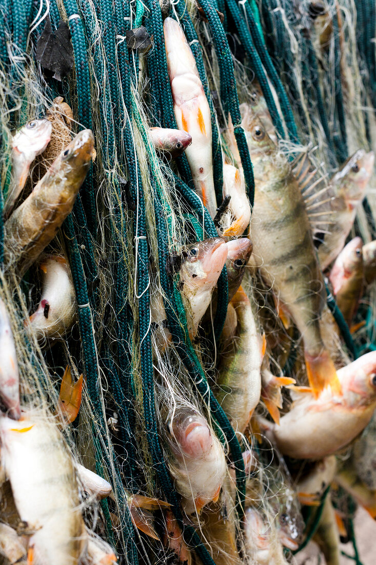 Close-up of fish in fishing net, Lausanne, Canton of vaud, Switzerland
