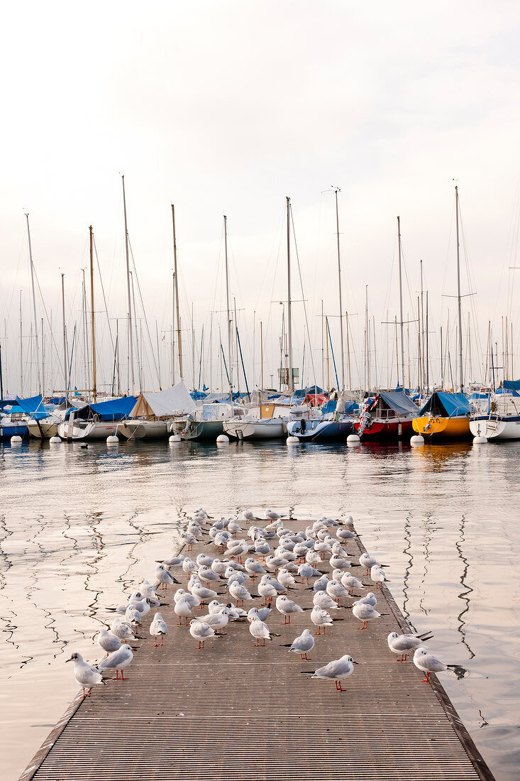 Birds on jetty and ships at the port of Lausanne, Canton of Vaud, Lake Geneva, Switzerland
