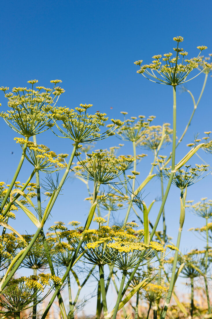 Fennel plant with sky in background, Frankenhausen, Hesse, Germany