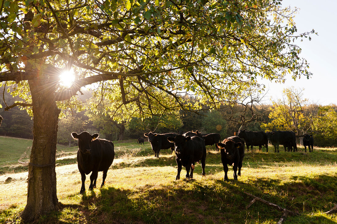 Aberdeen Angus cattle in farm, Witzenhausen, Hesse, Germany