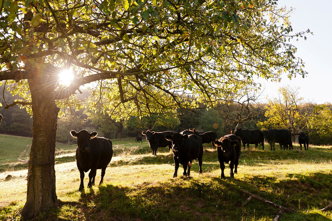 Kassel, Hessen, Witzenhausen, Gut Fahrenbach, Aberdeen-Angus Rinder