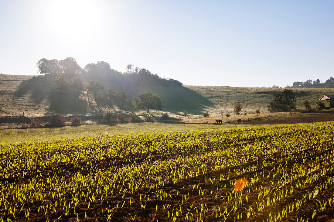 View of field in Dohrenbach, Witzenhausen, Kassel, Hessen, Germany