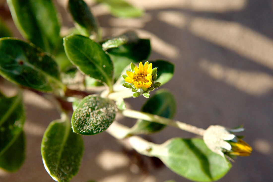 Close-up of flower plants in Maputaland Marine Reserve at beach at South Africa