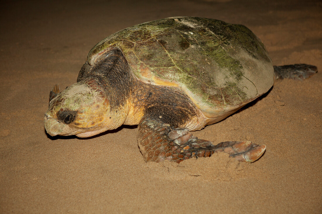 Close-up of turtle on sand at Maputaland Marine Reserve in beach, South Africa