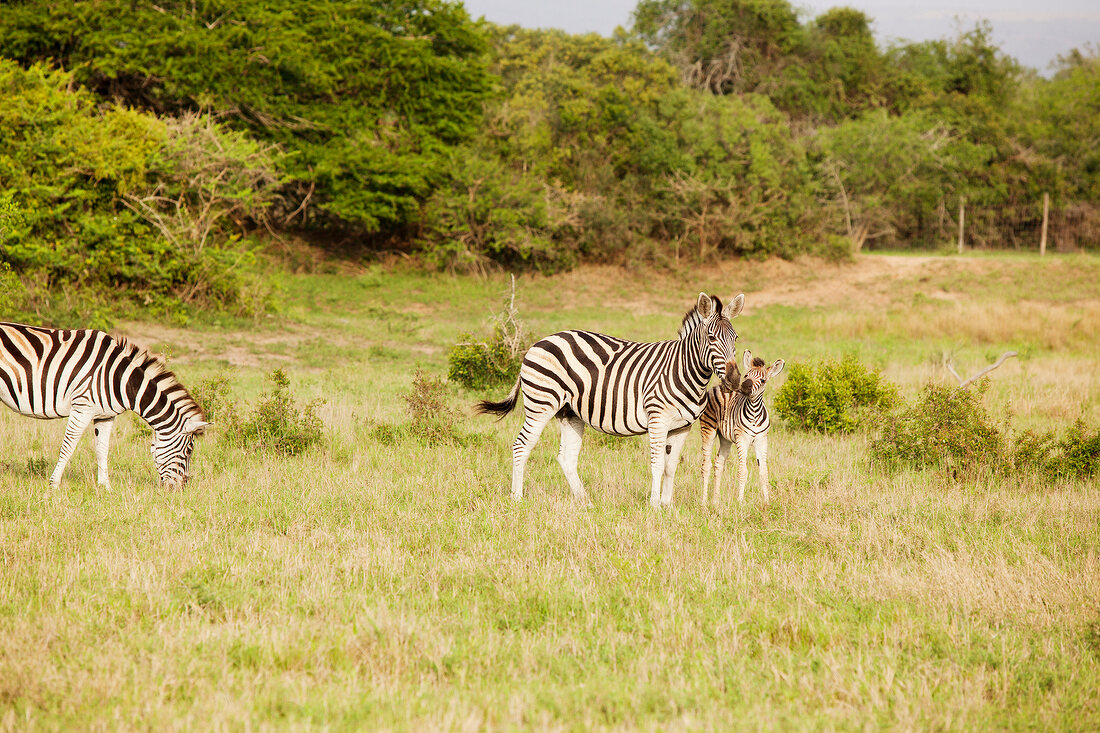 Zebras at Phinda Resource Reserve, South Africa
