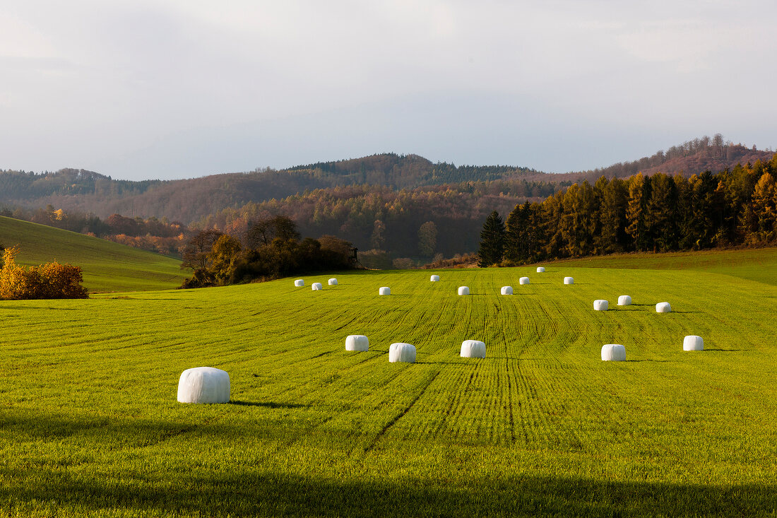 Kassel, Hessen, Witzenhausen, Dohrenbach, Feld