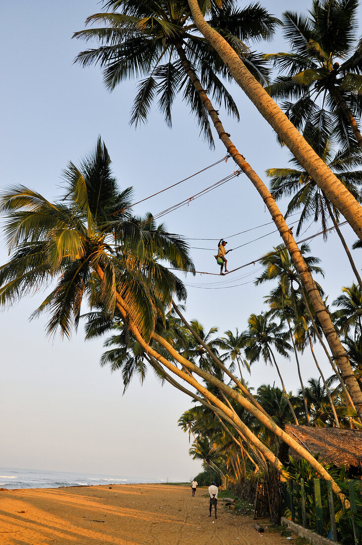 Tappers on palm trees at beach, West Coast, Wadduwa, Sri Lanka