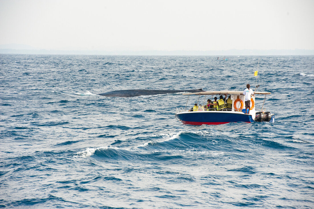 Sri Lanka, Mirissa, Wale ansehen, Boot mit Touristen