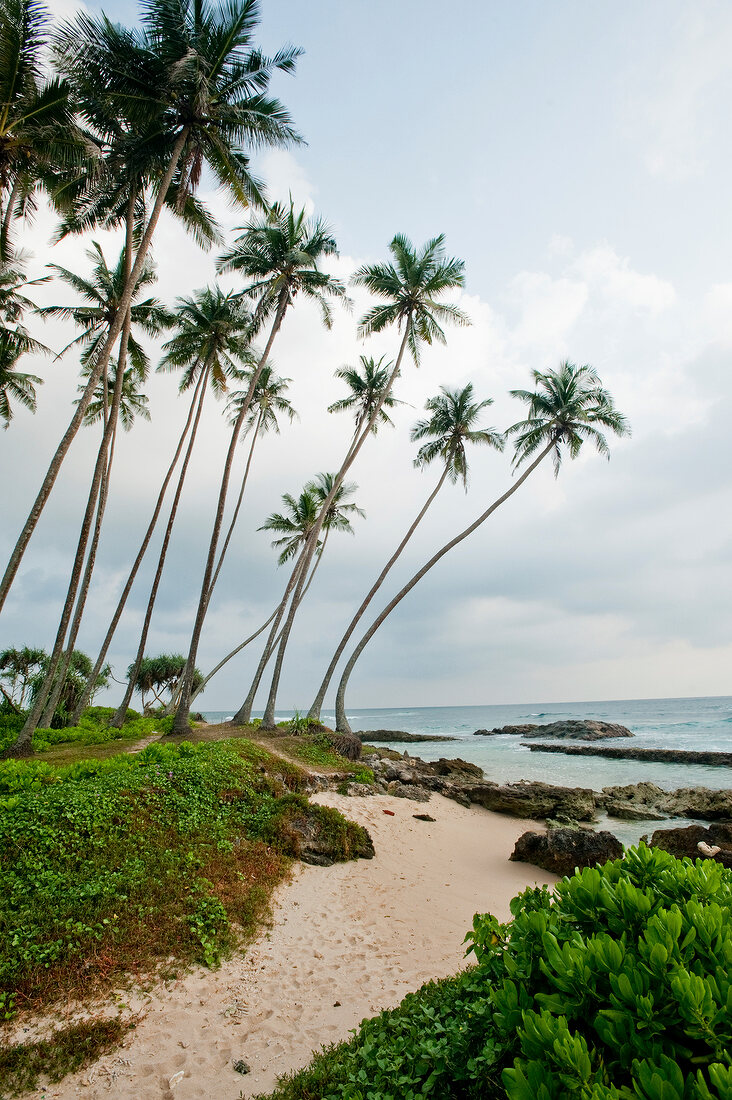 View of palm trees and rocks on beach at Koggala, Sri Lanka
