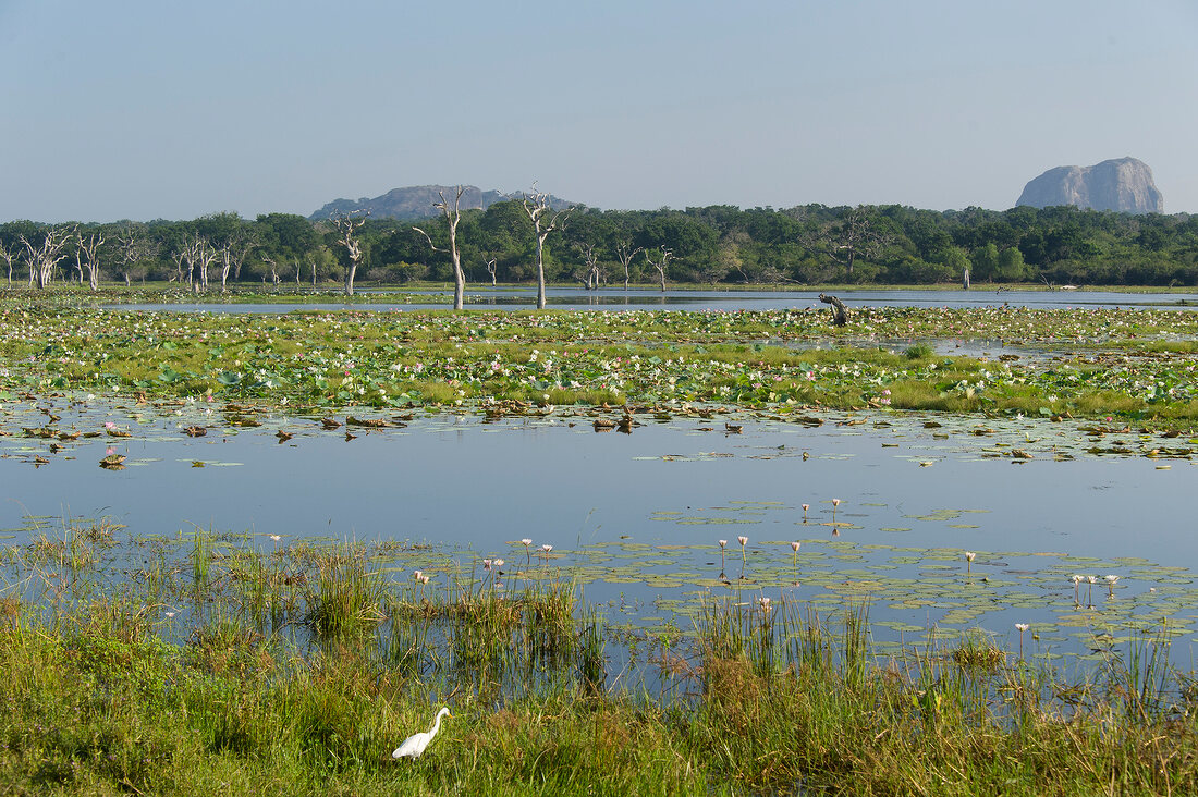 View of bare trees and water lilies in lake at Yala National Park, Sri Lanka