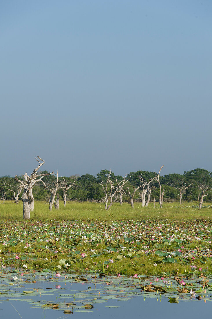 View of bare trees and water lilies in lake at Yala National Park, Sri Lanka