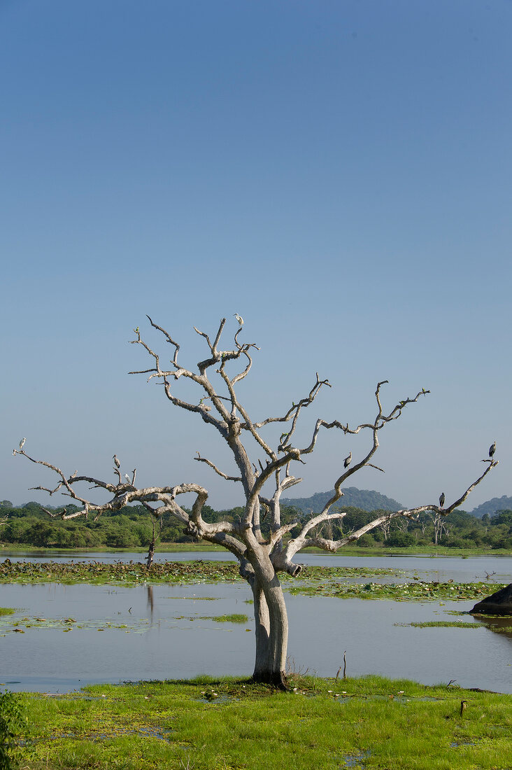 View of bare tree with cranes and pond in Yala National Park, Sri Lanka