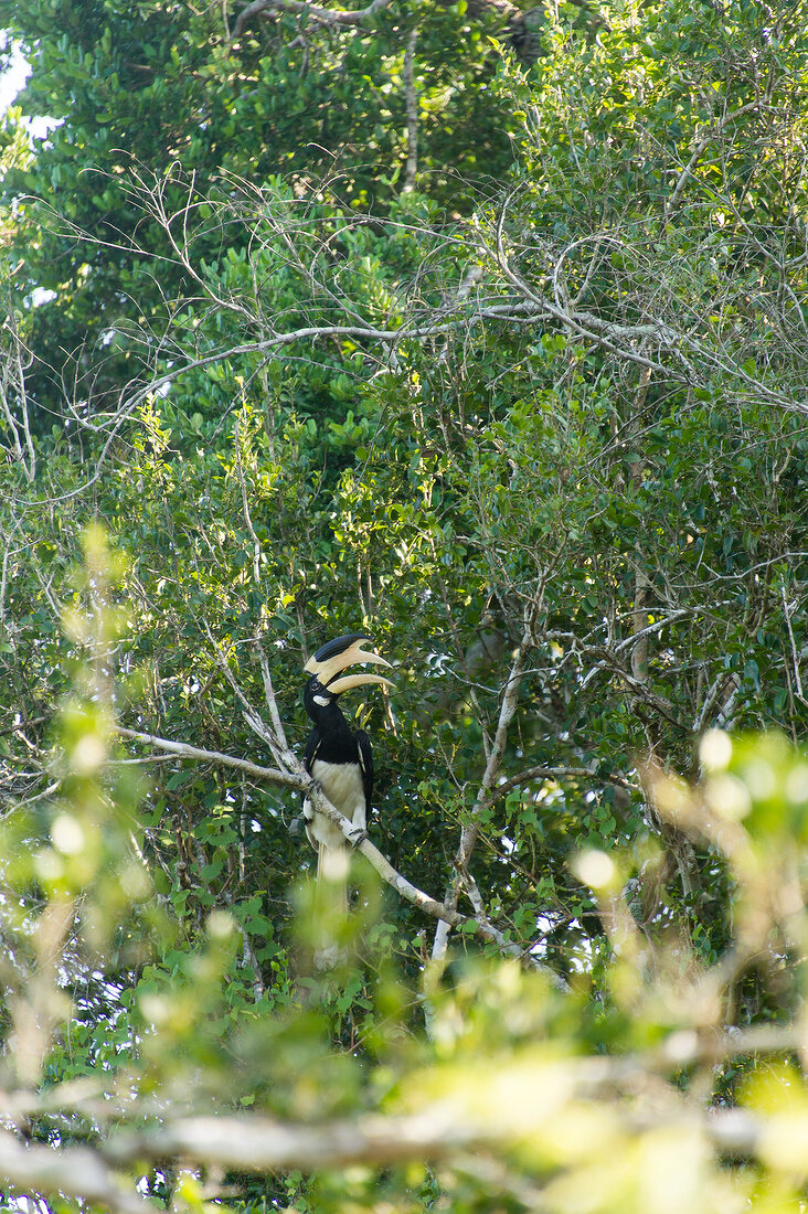 View of Hornbill sitting on tree at Yala National Park, Sri Lanka