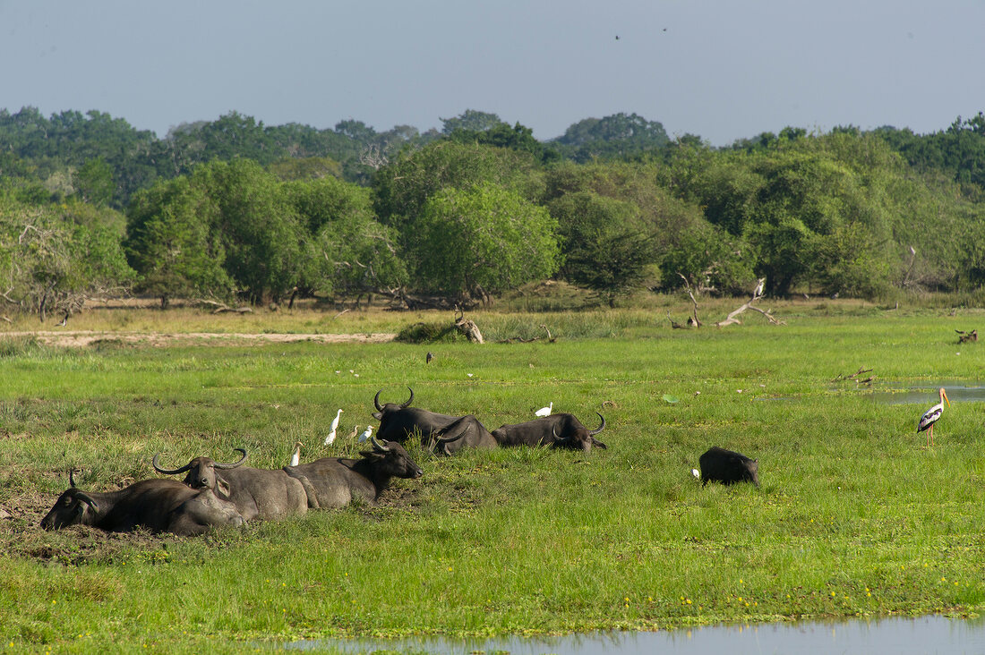 Sri Lanka, Yala-Nationalpark, Wasserbüffel