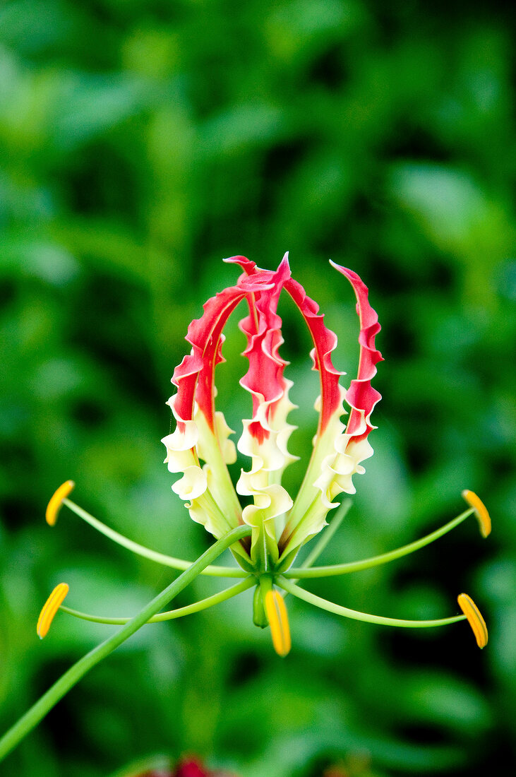 Close-up of exotic flower at Barberyn Reef Ayurveda Resort, Weligama, Sri Lanka