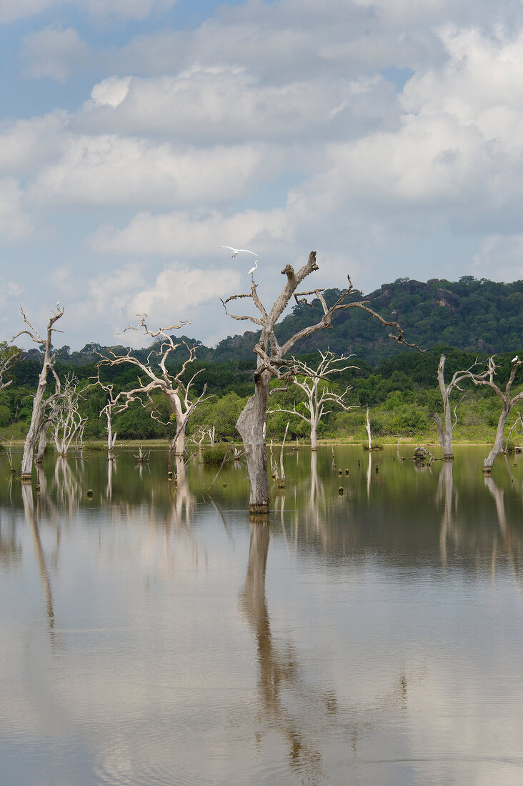 Sri Lanka, Yala-Nationalpark, kahle Bäume im Wasser