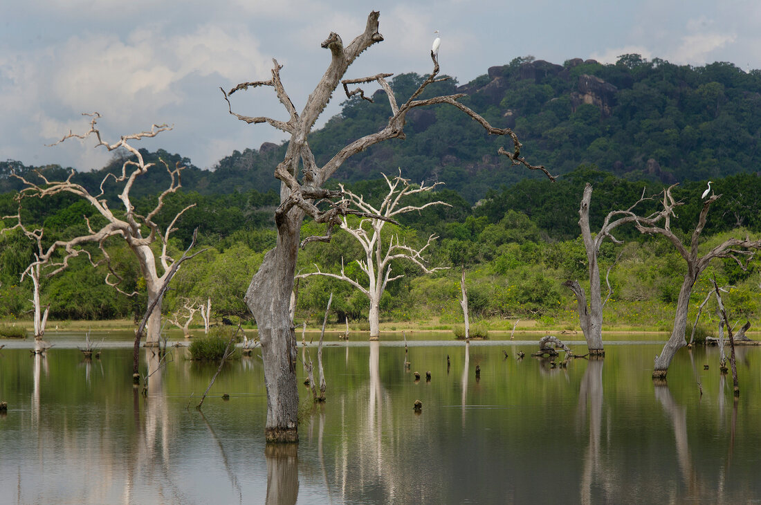 Sri Lanka, Yala-Nationalpark, kahle Bäume im Wasser