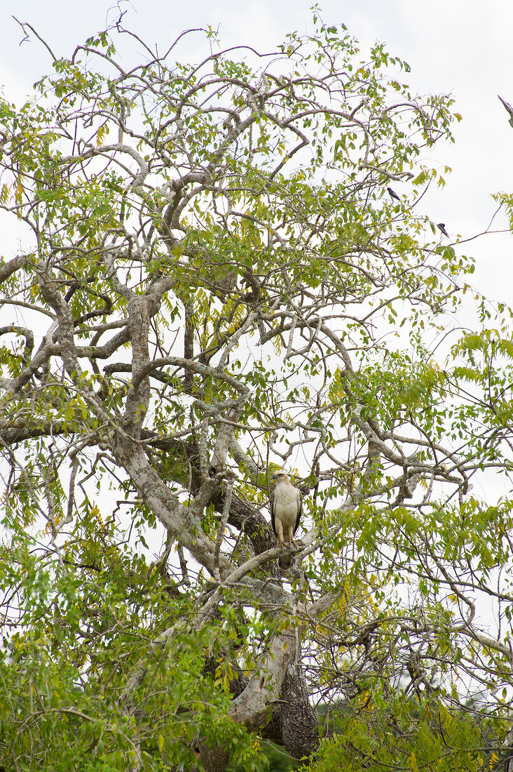 Eagle on tree top at Yala National Park in Sri Lanka