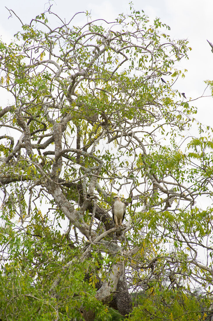 Sri Lanka, Yala-Nationalpark, Baum, Adler in Baumkrone
