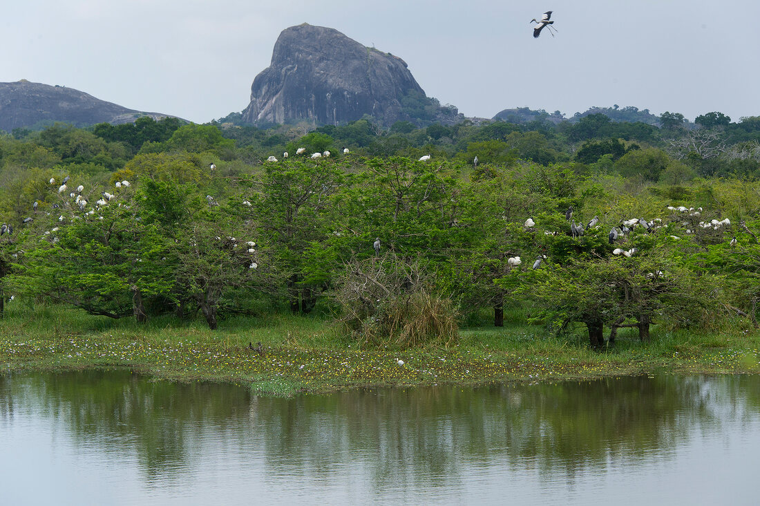 Sri Lanka, Yala-Nationalpark, Wasser Felsen, Bäume, Störche