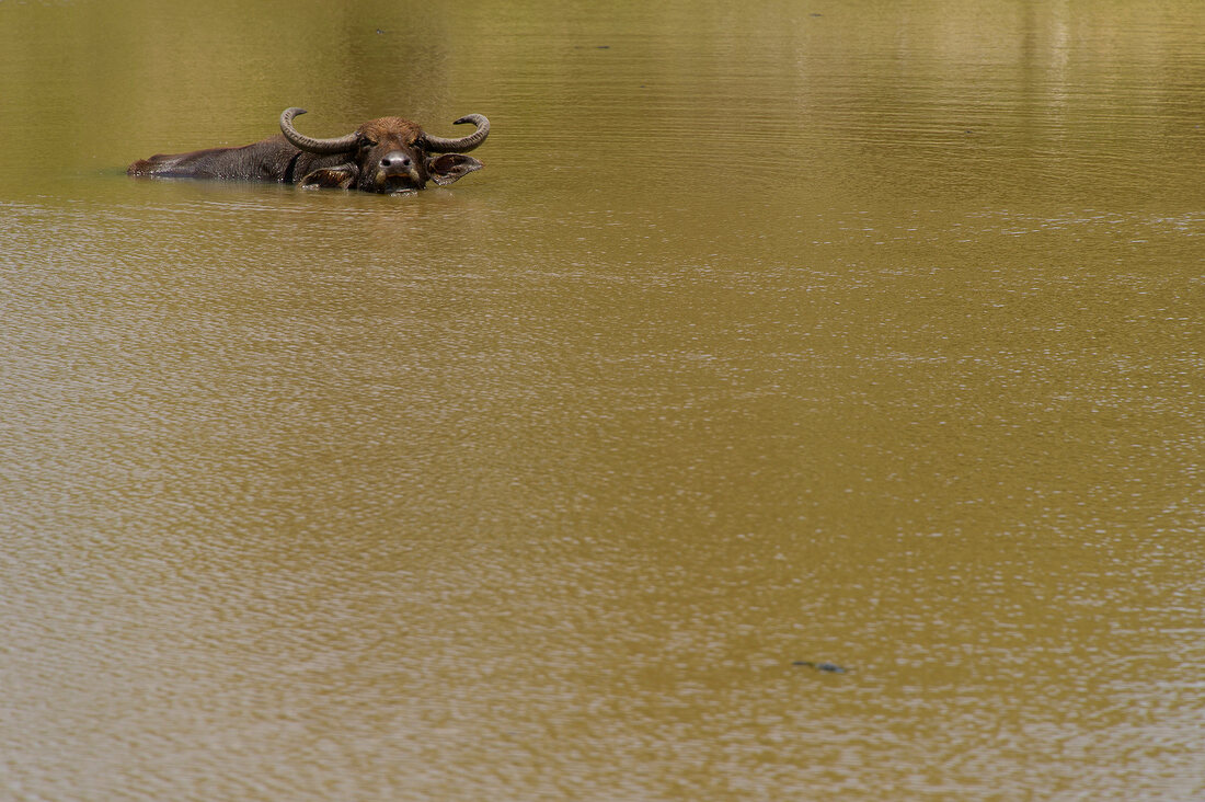 Sri Lanka, Yala-Nationalpark, Wasserbüffel im Wasser