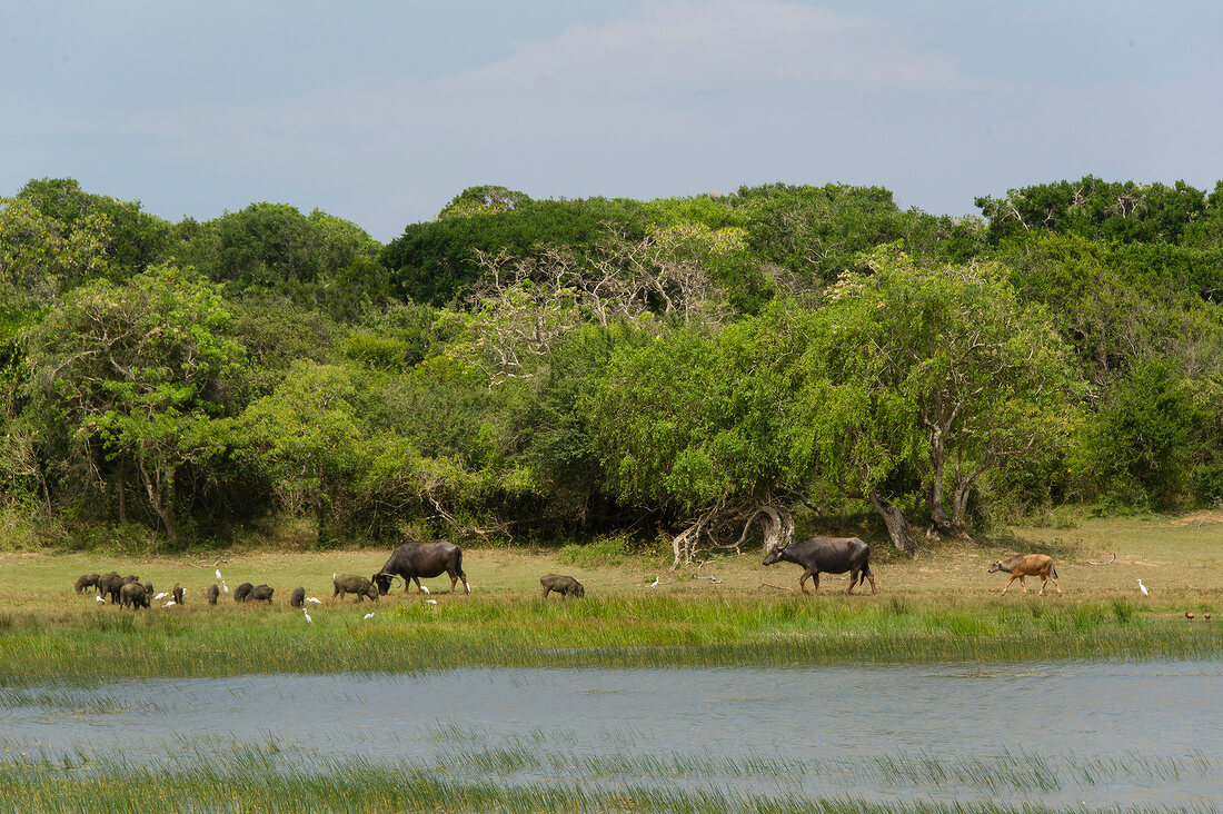 Buffalo grazing on shore at Yala National Park in Sri Lanka