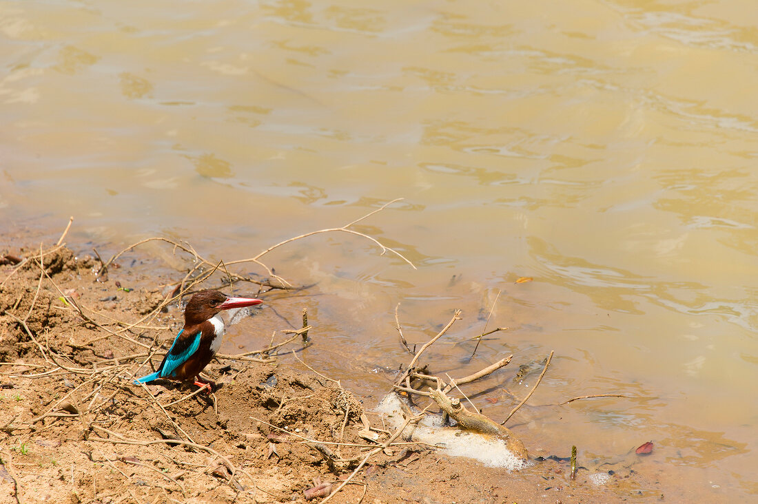 Cranebill at Yala National Park in Sri Lanka