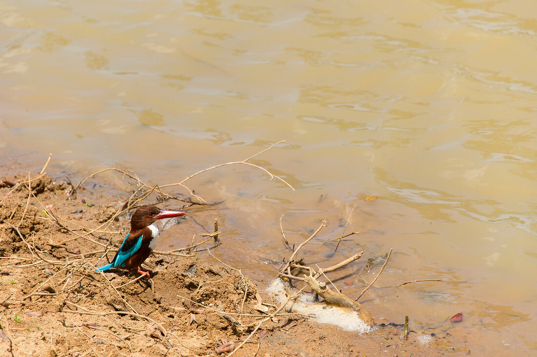 Sri Lanka, Yala-Nationalpark, Ufer, Storchschnabelliest