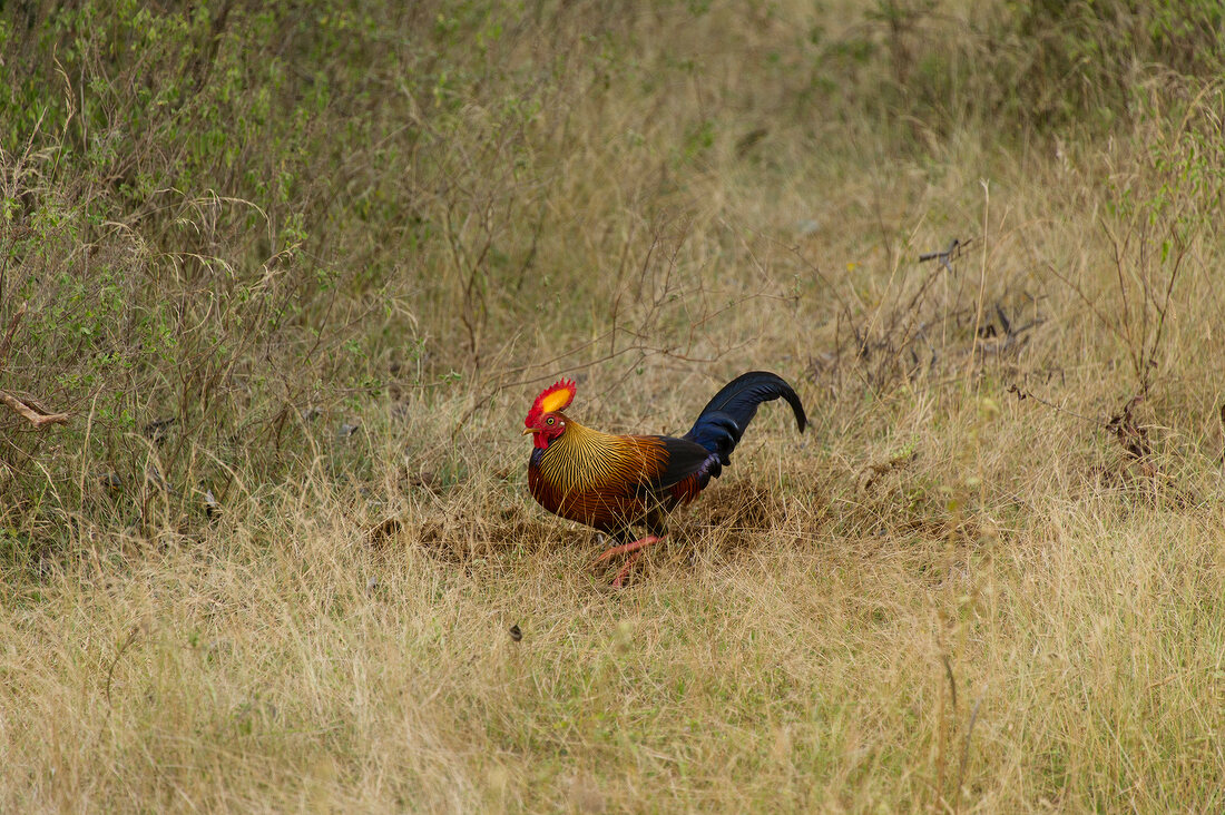 Sri Lanka, Yala-Nationalpark, Gras, Hahn