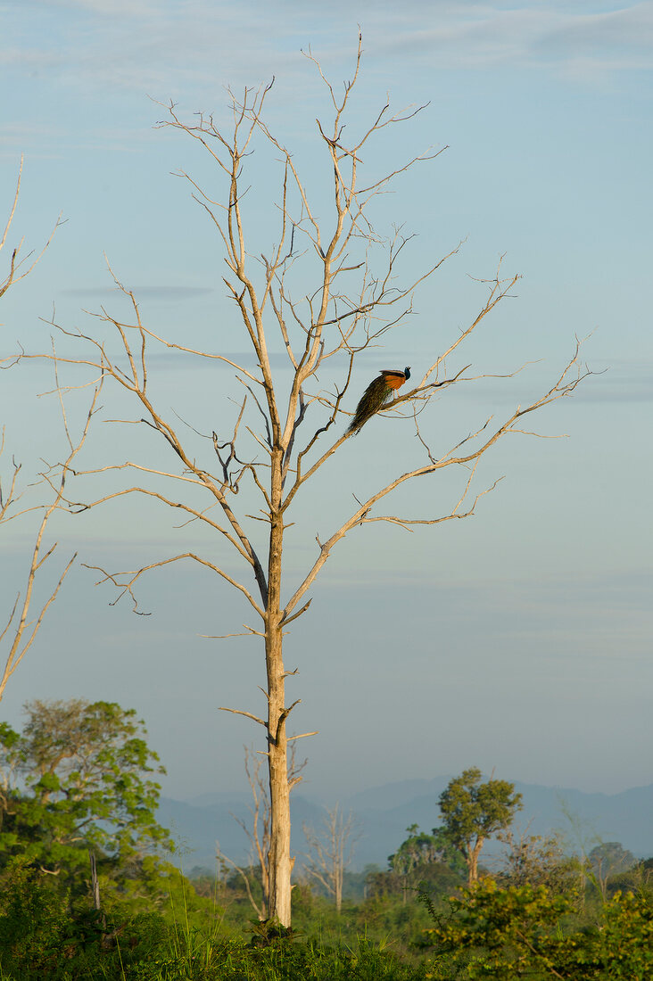 Peacock on a bare tree in Udawalawe National Park, Uva Province, Sri Lanka