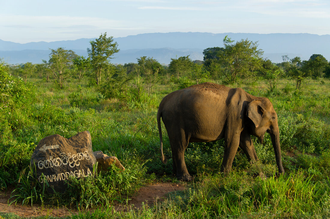 Sri Lanka, Udawalawe-Nationalpark, Elefant