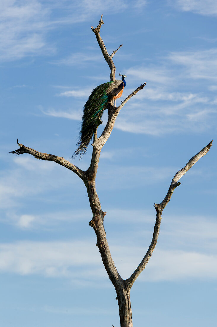 Sri Lanka, Udawalawe-Nationalpark, Pfau auf Ast